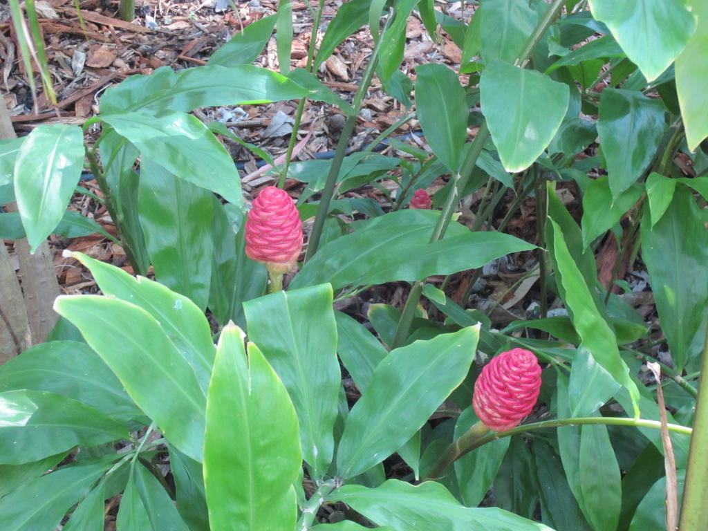 Eden Lodge Nambour Esterno foto