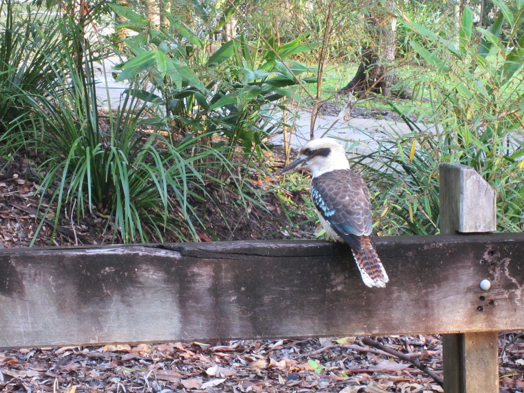 Eden Lodge Nambour Esterno foto